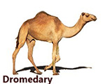 excursion merzouga